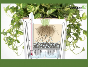 Chậu tự dưỡng