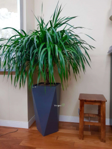 Chậu composite tự dưỡng giao cho khách tại Vinhome Skylake