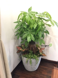 Chậu composite cao cấp bề mặt gợn cát tinh tế