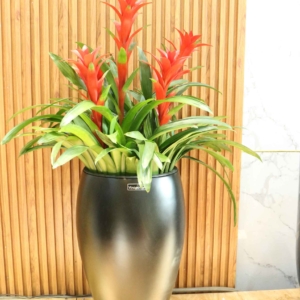 Chậu Lazuli cao cấp