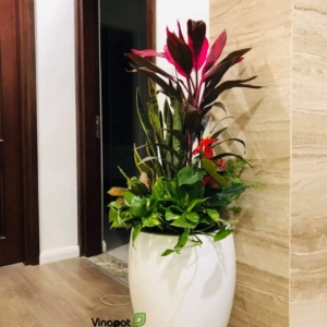 Chậu Lazuli cao cấp