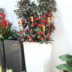 Chậu Topa cao cấp nhà Vinapot