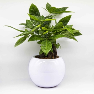 Chậu để bàn cao cấp tự tưới Lapis ROS