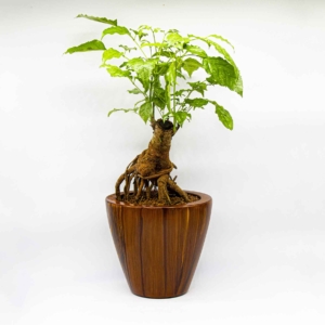Chậu tự dưỡng để bàn composite Handble của Vinapot