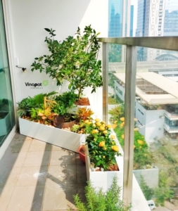 Chậu tiểu cảnh Picowood của Vinapot