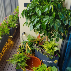 Ảnh thực tế chậu tiểu cảnh Picowood của Vinapot