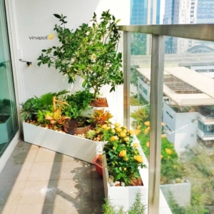 Ảnh thực tế chậu tiểu cảnh Picowood của Vinapot