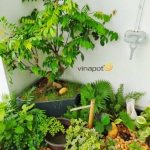 Ảnh thực tế chậu tiểu cảnh Picowood của Vinapot