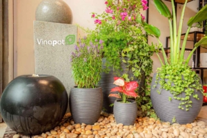 Chậu xi măng xuất khẩu Lemon của Vinapot