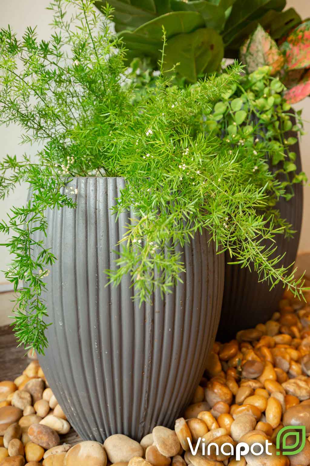 Chậu xi măng siêu nhẹ xuất khẩu Pear (Lead Grey)