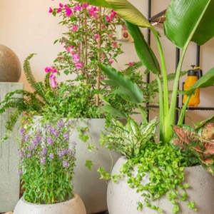 Chậu xi măng siêu nhẹ xuất khẩu Cherry