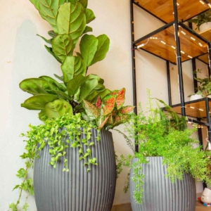 Chậu xi măng nhẹ fiber xuất khẩu Pear