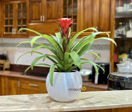 Chậu để bàn tự tưới Handble Vinapot