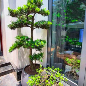 Chậu xi măng nhẹ xuất khẩu Vinapot