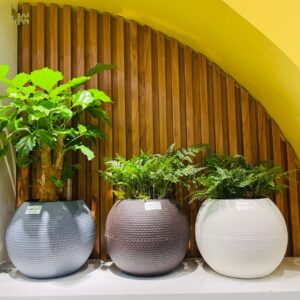 Chậu để bàn tự tưới SROS Carey