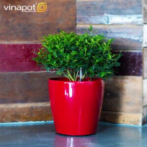 Chậu để bàn tự tưới SROS Monet