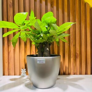 Chậu để bàn tự tưới SROS Kate