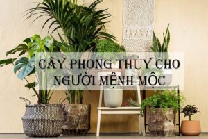 Cây cảnh cho người mệnh mộc