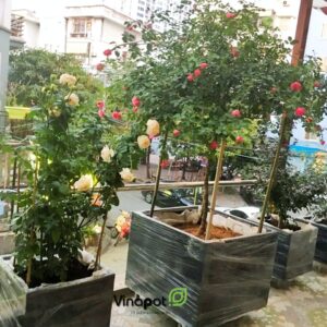 Chậu composite Vinapot
