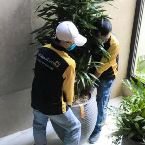 DỊCH VỤ CHO THUÊ CHẬU CÂY COMPOSITE + TỰ TƯỚI THÔNG MINH CAO CẤP CHO VĂN PHÒNG