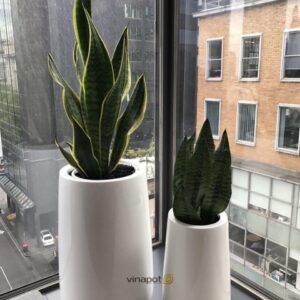 chau-composite-tu-tuoi-camellia