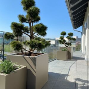 chau-cay-composite-co-lon-xxl