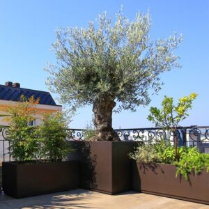 chau-cay-composite-co-lon-xxl-