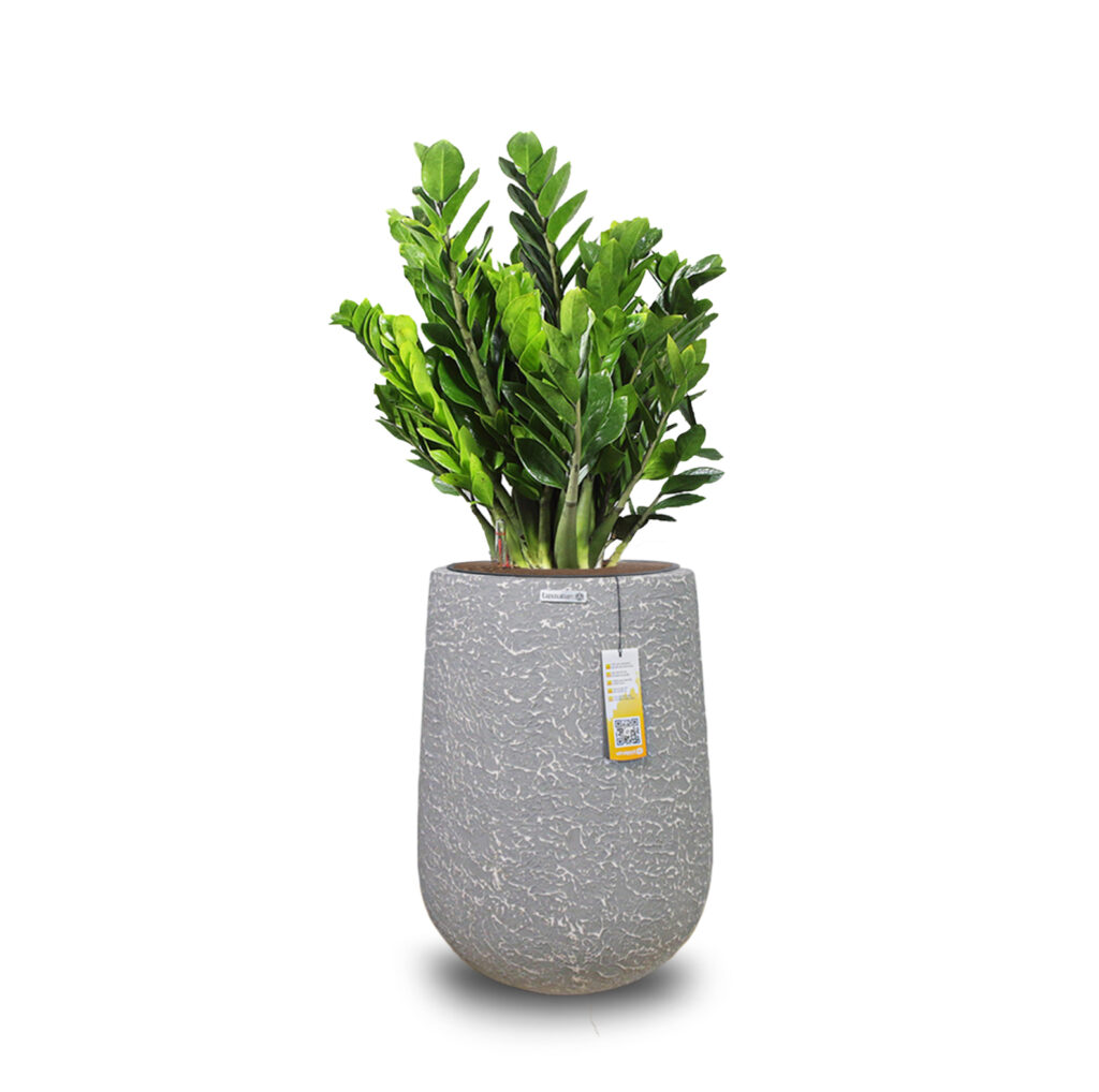Bộ 3 chậu composite poly Vinapot Famigo bề mặt Atlantic decor combo