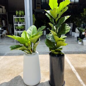 Chậu cây Vinapot đẹp, phù hợp trang trí không gian xanh.