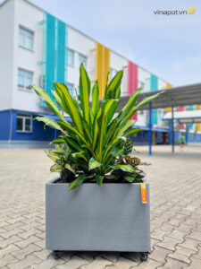 Chậu bề mặt đá bo cong trường BIS 10