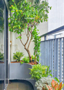 Chậu composite dáng cong 1