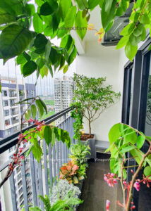 Chậu composite dáng cong 7