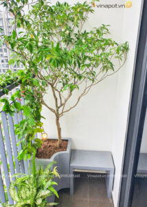 Chậu composite dáng cong 8