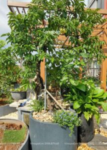 Công trình tại Landmark Ecopark Hưng Yên sau khi hoàn thiện 2