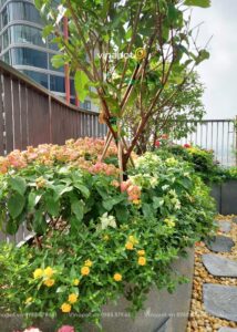 Chậu to size XXL tại tầng 29 Landmark Ecopark Hưng Yên 2