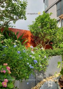 Chậu to size XXL tại tầng 29 Landmark Ecopark Hưng Yên 4