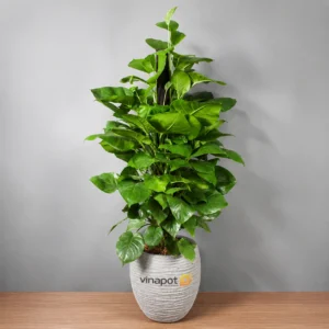 Chậu composite tự tưới Vinapot ROS Timaru cao cấp, chống bám bẩn và tiết kiệm thời gian chăm sóc cây