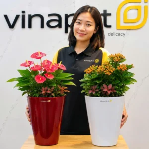 Chậu để bàn tự tưới thông minh Hana